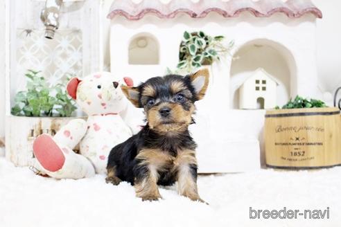 成約済の佐賀県のヨークシャーテリア-185466の3枚目