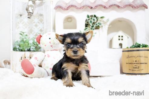 成約済の佐賀県のヨークシャーテリア-185466の2枚目