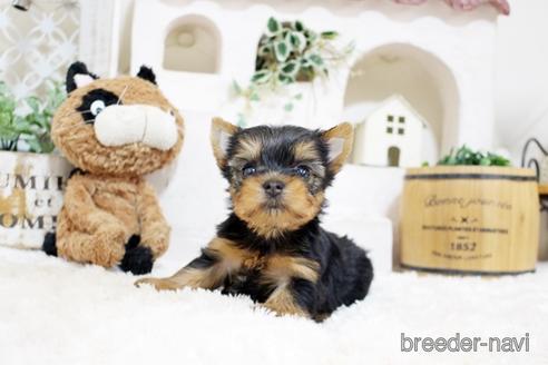 成約済の佐賀県のヨークシャーテリア-185467の1枚目