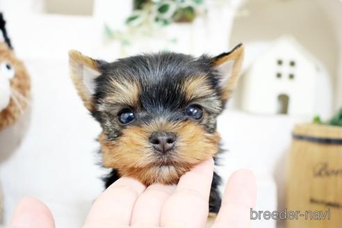 成約済の佐賀県のヨークシャーテリア-185467の5枚目