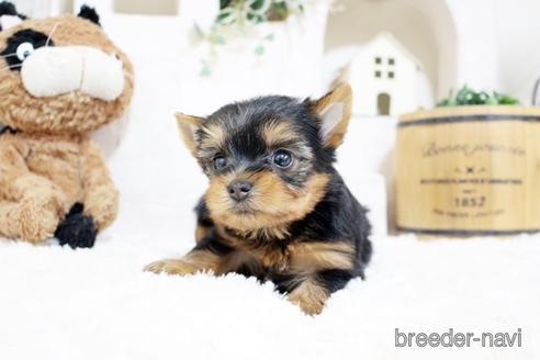 成約済の佐賀県のヨークシャーテリア-185467の4枚目