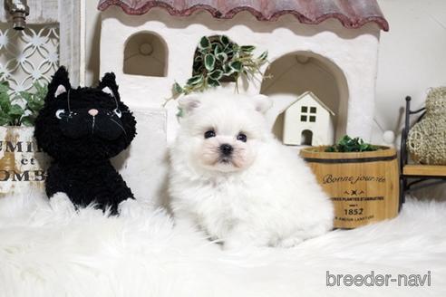 成約済の佐賀県のミックス犬-185495の1枚目