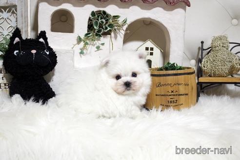 成約済の佐賀県のミックス犬-185495の3枚目