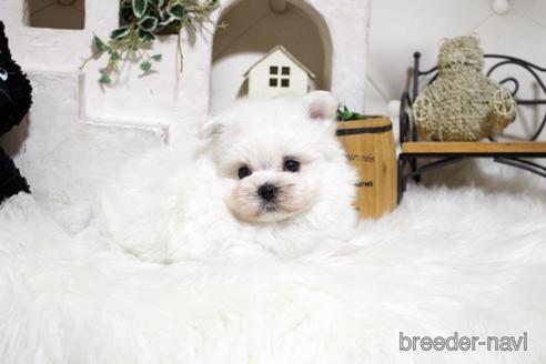 成約済の佐賀県のミックス犬-185495の2枚目