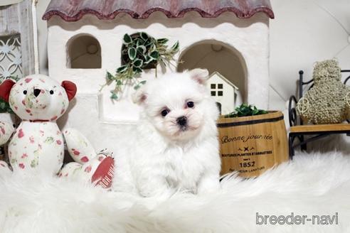 成約済の佐賀県のミックス犬-185496