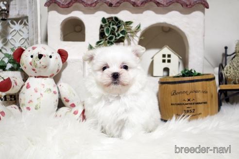 成約済の佐賀県のミックス犬-185496の5枚目