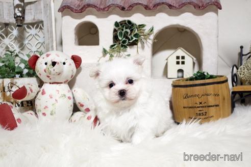 成約済の佐賀県のミックス犬-185496の4枚目