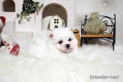 成約済の佐賀県のミックス犬-185496の3枚目