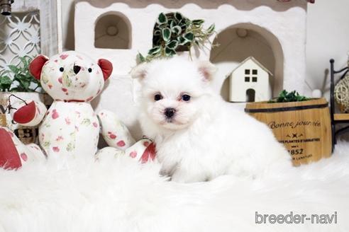 成約済の佐賀県のミックス犬-185496の2枚目