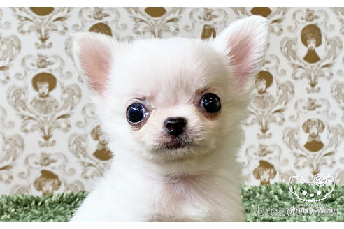 成約済の愛知県のチワワ(ロングコート)-185505の1枚目