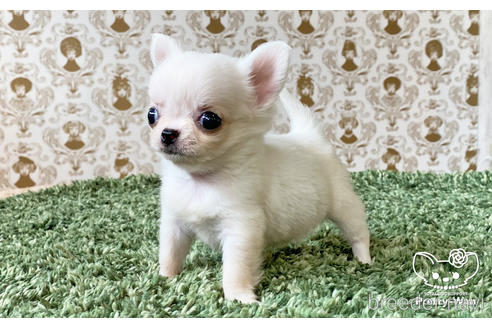 成約済の愛知県のチワワ(ロングコート)-185505の2枚目