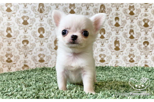 成約済の愛知県のチワワ(ロングコート)-185505の4枚目