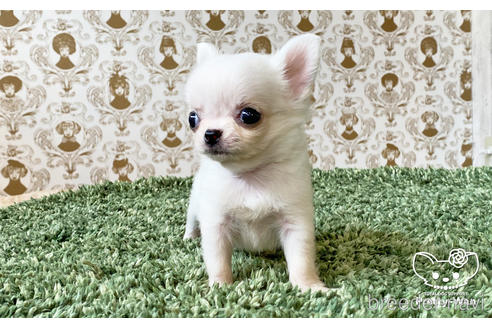 成約済の愛知県のチワワ(ロングコート)-185505の5枚目