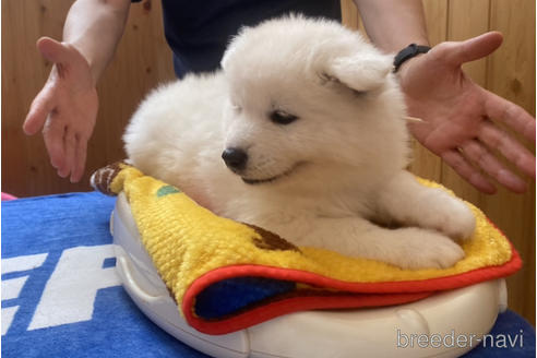 成約済の兵庫県のサモエド-181631の2枚目