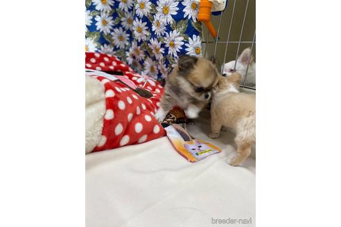 成約済の神奈川県のチワワ(ロングコート)-183496の6枚目