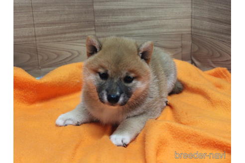 成約済の熊本県の柴犬-185621の1枚目