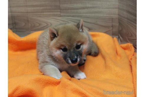 成約済の熊本県の柴犬-185621の3枚目