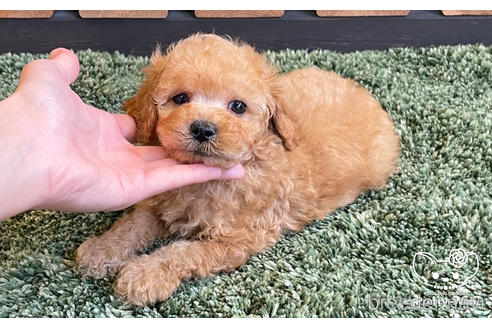 成約済の愛知県のトイプードル-185659の3枚目