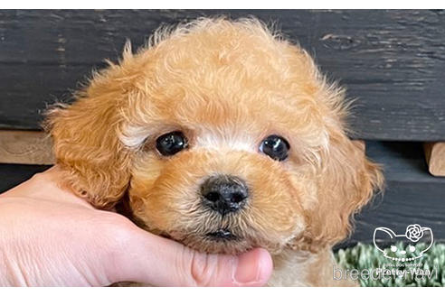 成約済の愛知県のトイプードル-185659の1枚目