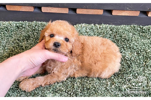 成約済の愛知県のトイプードル-185659の4枚目