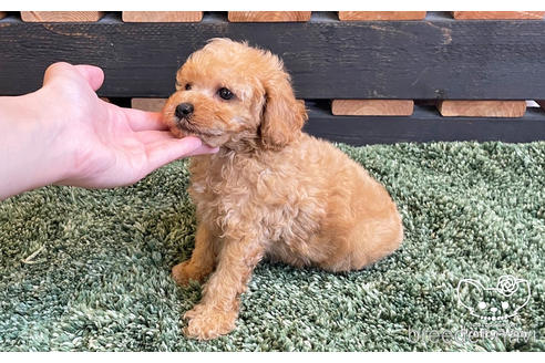 成約済の愛知県のトイプードル-185659の2枚目