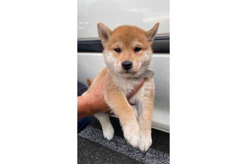成約済の山梨県の柴犬-185666の1枚目