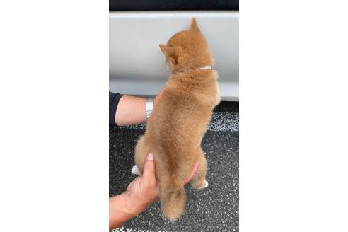 成約済の山梨県の柴犬-185666の4枚目