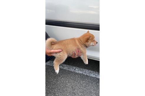 成約済の山梨県の柴犬-185666の3枚目