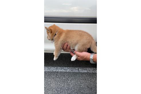 成約済の山梨県の柴犬-185666の2枚目