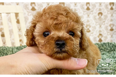 成約済の愛知県のタイニープードル-183598