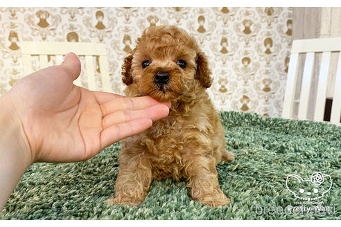 成約済の愛知県のタイニープードル-183598の2枚目