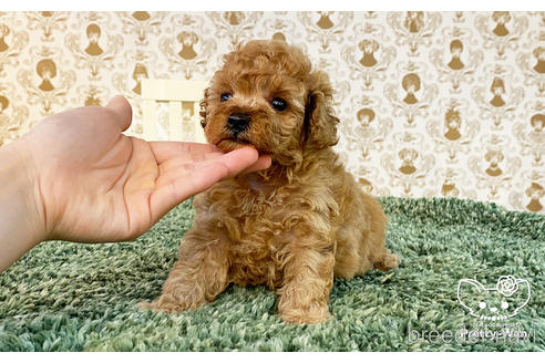 成約済の愛知県のタイニープードル-183598の3枚目