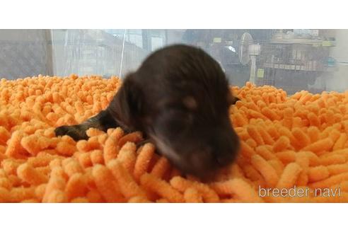 成約済の愛知県のミニチュアダックスフンド(ロングヘアード)-185712の7枚目