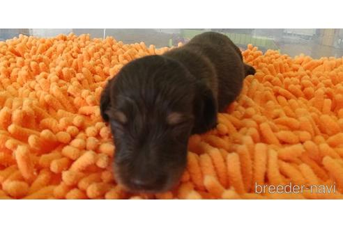 成約済の愛知県のミニチュアダックスフンド(ロングヘアード)-185712の8枚目