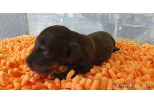 成約済の愛知県のミニチュアダックスフンド(ロングヘアード)-185712の9枚目