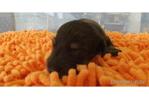 成約済の愛知県のミニチュアダックスフンド(ロングヘアード)-185712の10枚目