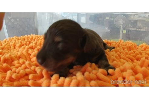 成約済の愛知県のミニチュアダックスフンド(ロングヘアード)-185712の6枚目