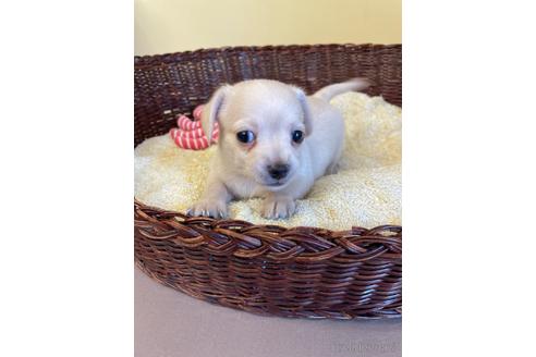 成約済の愛知県のチワックス:チワワ×ミニチュアダックスフンド-185719の3枚目