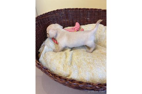 成約済の愛知県のチワックス:チワワ×ミニチュアダックスフンド-185719の4枚目