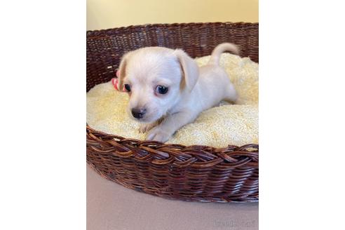 成約済の愛知県のチワックス:チワワ×ミニチュアダックスフンド-185719の2枚目