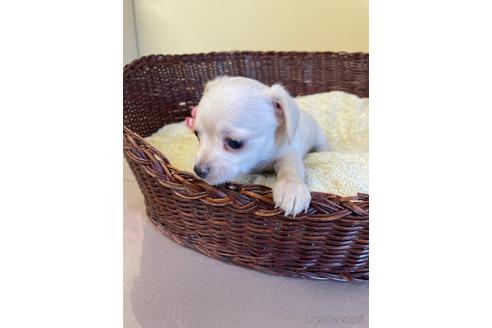 成約済の愛知県のチワックス:チワワ×ミニチュアダックスフンド-185719の1枚目