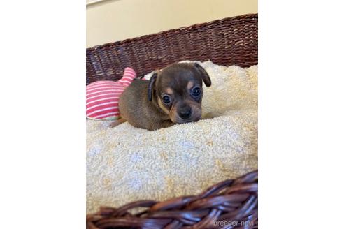 成約済の愛知県のチワックス:チワワ×ミニチュアダックスフンド-185720の2枚目