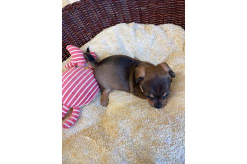 成約済の愛知県のチワックス:チワワ×ミニチュアダックスフンド-185720の3枚目