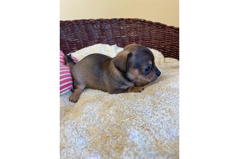 成約済の愛知県のチワックス:チワワ×ミニチュアダックスフンド-185720の4枚目