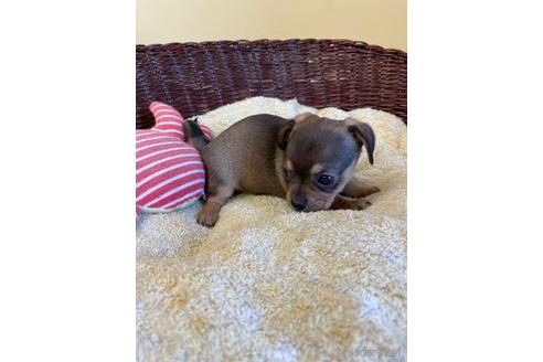 成約済の愛知県のチワックス:チワワ×ミニチュアダックスフンド-185720の1枚目