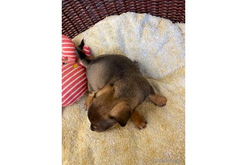 成約済の愛知県のチワックス:チワワ×ミニチュアダックスフンド-185720の5枚目