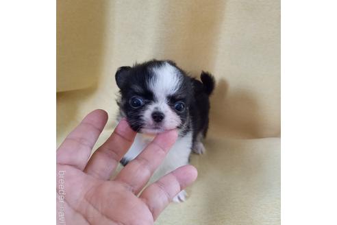 成約済の山口県のチワワ(ロングコート)-179423の4枚目