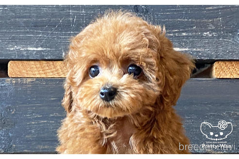 成約済の愛知県のタイニープードル-183517の1枚目