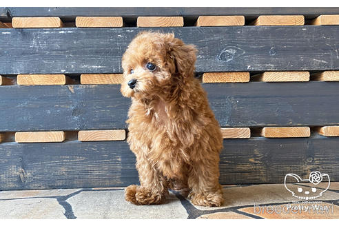 成約済の愛知県のタイニープードル-183517の4枚目