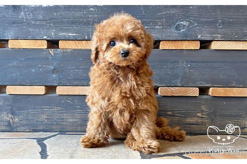 成約済の愛知県のタイニープードル-183517の3枚目